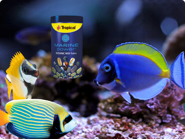 Ishrana i zdravlje riba